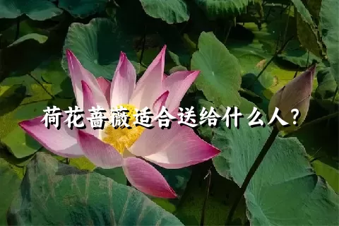 荷花蔷薇适合送给什么人？