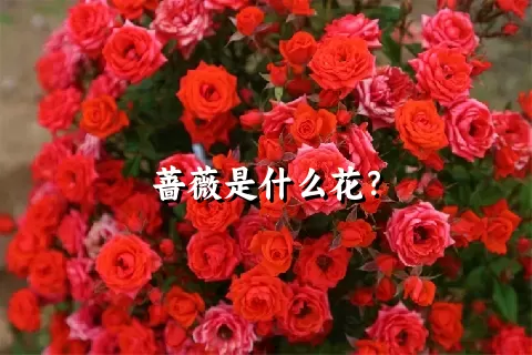 蔷薇是什么花？