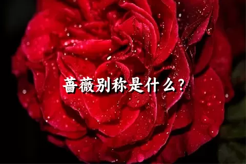 蔷薇别称是什么？