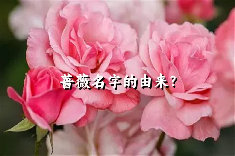 蔷薇名字的由来？