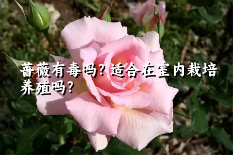 蔷薇有毒吗？适合在室内栽培养殖吗？