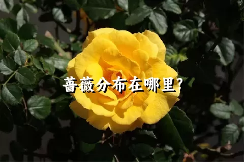 蔷薇分布在哪里?