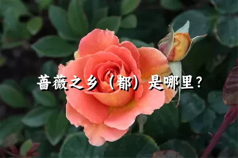 蔷薇之乡（都）是哪里？