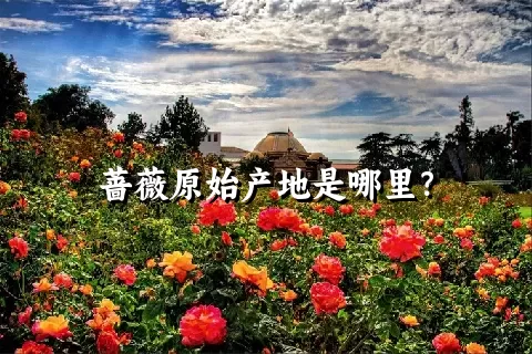 蔷薇原始产地是哪里？