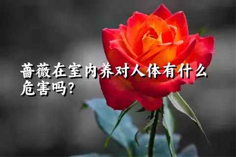 蔷薇在室内养对人体有什么危害吗？