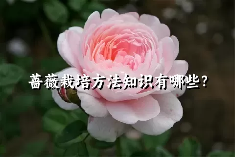 蔷薇栽培方法知识有哪些？