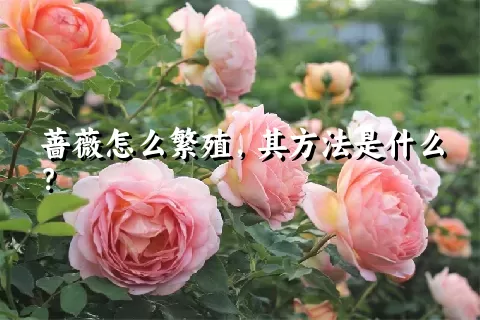 蔷薇怎么繁殖，其方法是什么？