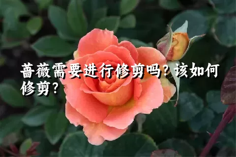 蔷薇需要进行修剪吗？该如何修剪？