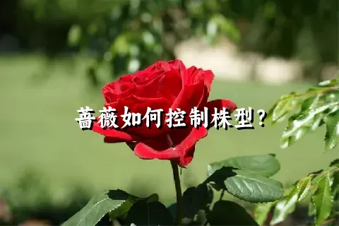 蔷薇如何控制株型？