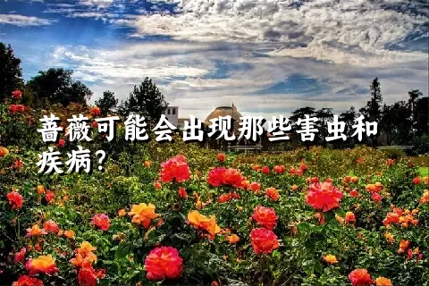 蔷薇可能会出现那些害虫和疾病？