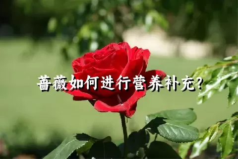 蔷薇如何进行营养补充？