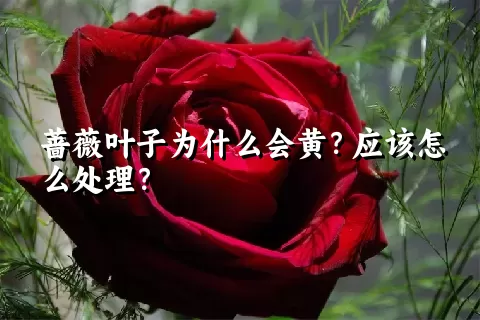 蔷薇叶子为什么会黄？应该怎么处理？