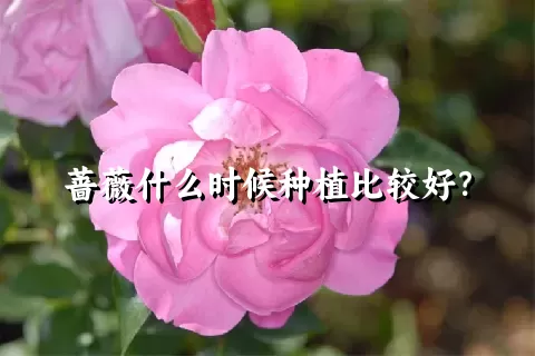 蔷薇什么时候种植比较好？