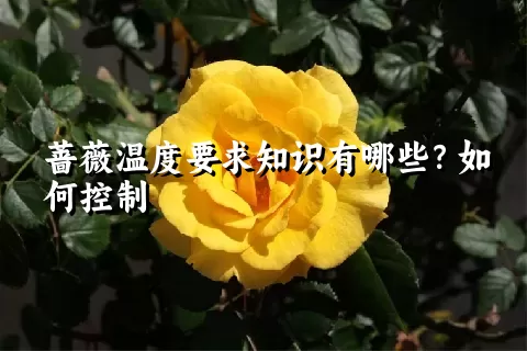 蔷薇温度要求知识有哪些？如何控制