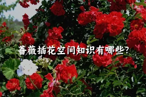 蔷薇插花空间知识有哪些？