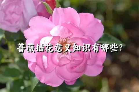 蔷薇插花意义知识有哪些？