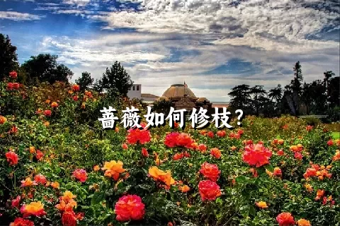 蔷薇如何修枝？