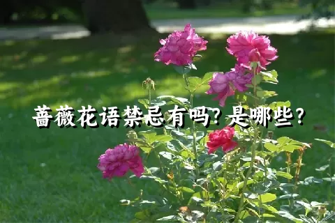 蔷薇花语禁忌有吗？是哪些？