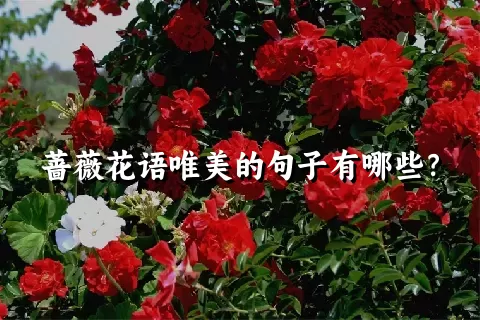 蔷薇花语唯美的句子有哪些？