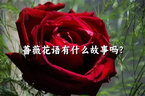 蔷薇花语有什么故事吗？