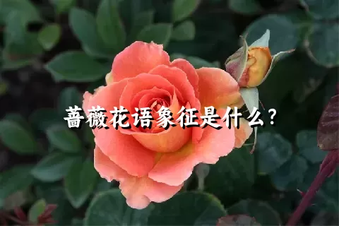 蔷薇花语象征是什么？