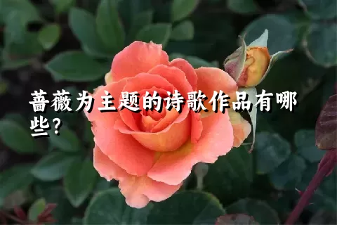 蔷薇为主题的诗歌作品有哪些？