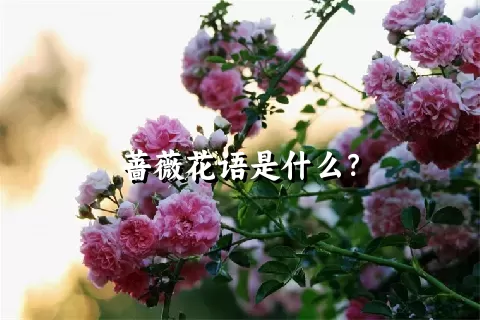 蔷薇花语是什么？