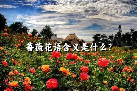 蔷薇花语含义是什么？