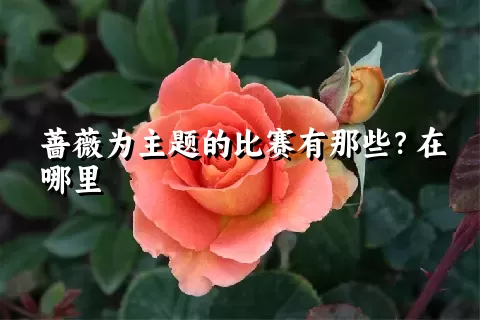 蔷薇为主题的比赛有那些？在哪里