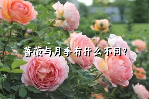 蔷薇与月季有什么不同？