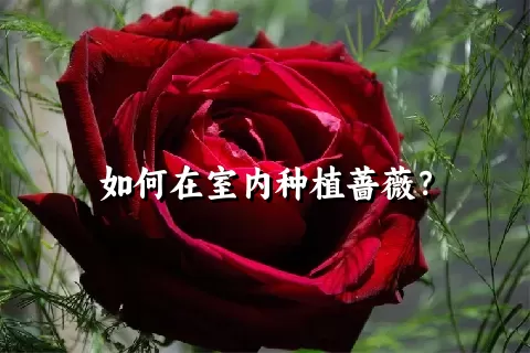 如何在室内种植蔷薇？