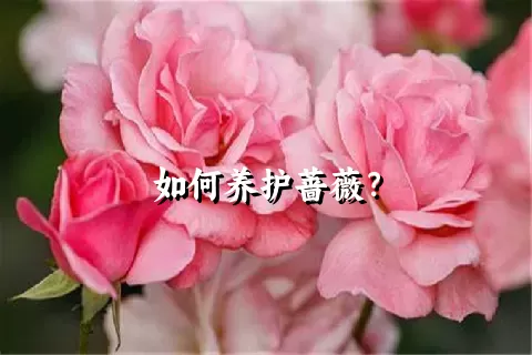 如何养护蔷薇？