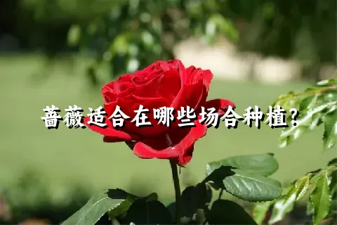 蔷薇适合在哪些场合种植？