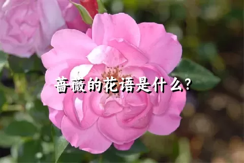 蔷薇的花语是什么？