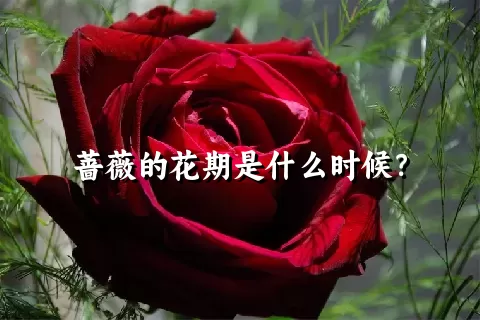 蔷薇的花期是什么时候？