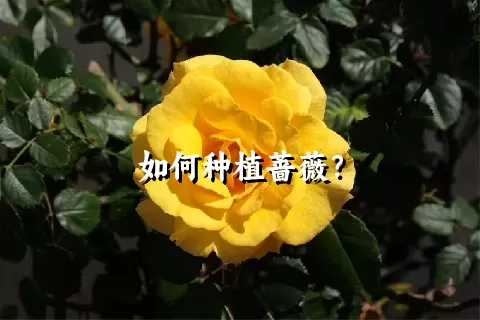 如何种植蔷薇？