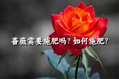 蔷薇需要施肥吗？如何施肥？