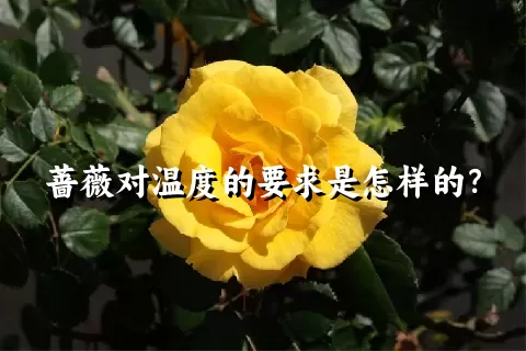 蔷薇对温度的要求是怎样的？