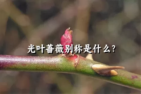 光叶蔷薇别称是什么？