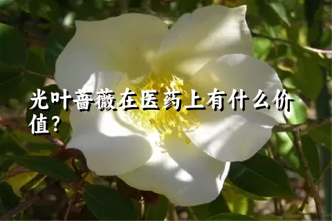 光叶蔷薇在医药上有什么价值？