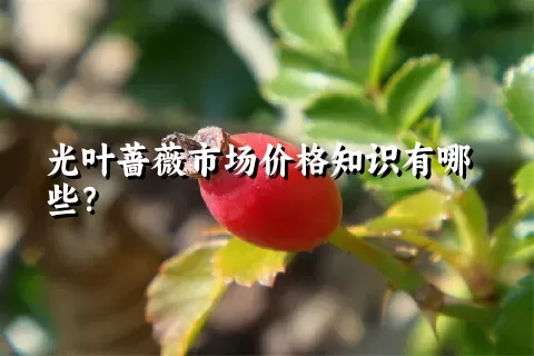 光叶蔷薇市场价格知识有哪些？