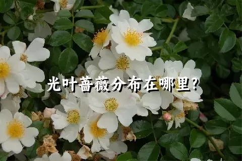 光叶蔷薇分布在哪里?