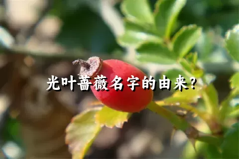 光叶蔷薇名字的由来？