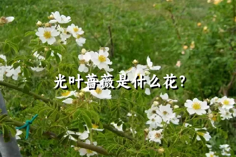 光叶蔷薇是什么花？