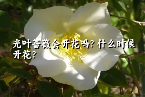 光叶蔷薇会开花吗？什么时候开花？