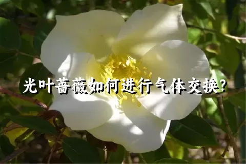 光叶蔷薇如何进行气体交换？