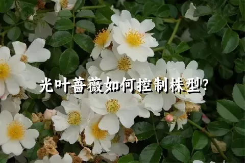 光叶蔷薇如何控制株型？