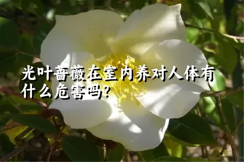 光叶蔷薇在室内养对人体有什么危害吗？