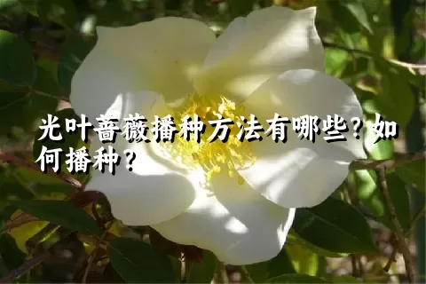 光叶蔷薇播种方法有哪些？如何播种？