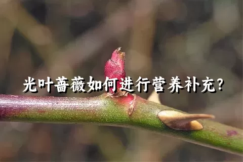 光叶蔷薇如何进行营养补充？